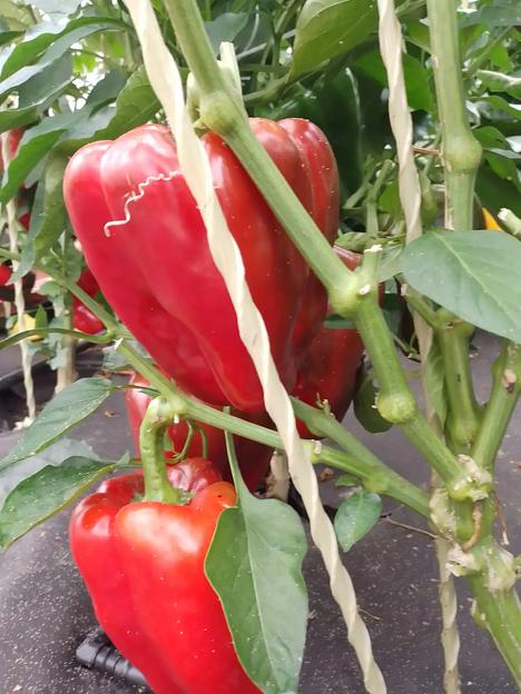 Семена посевные Перец сладкий «Клаудио F1» ОПТ фото 4