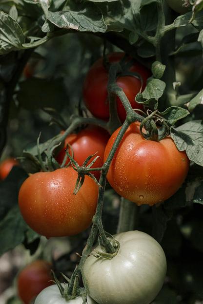 Семена посевные Томат «Иваныч F1» ОПТ фото 2