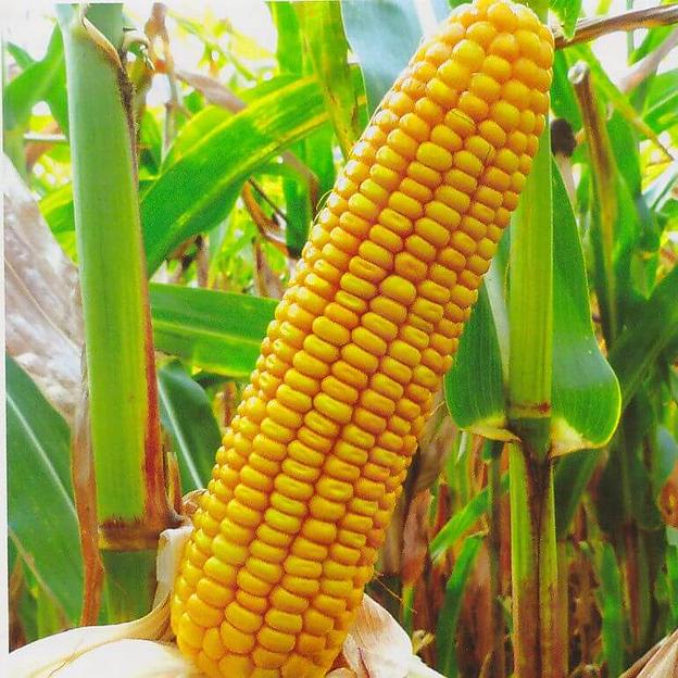 Семена - Кукуруза ДС1202Б фото 1