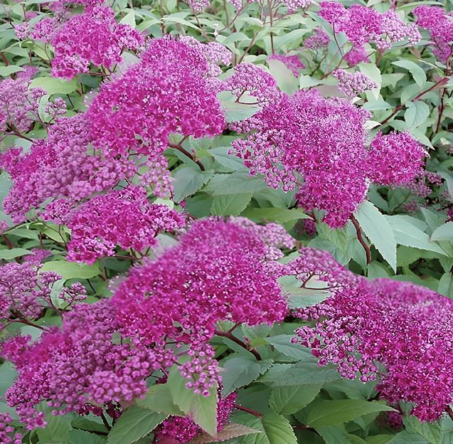 Саженцы кустарника Спирея Фробели фото 1