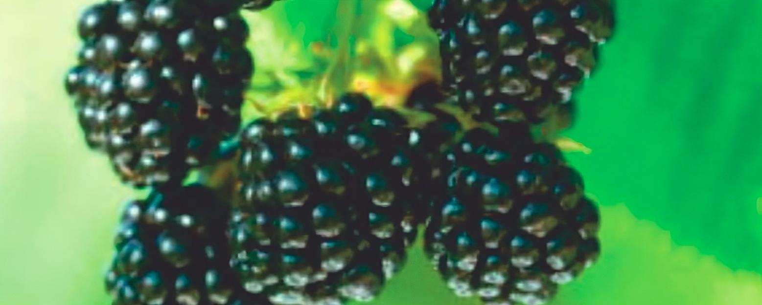 Ежевика «Кадо» опт фото 1