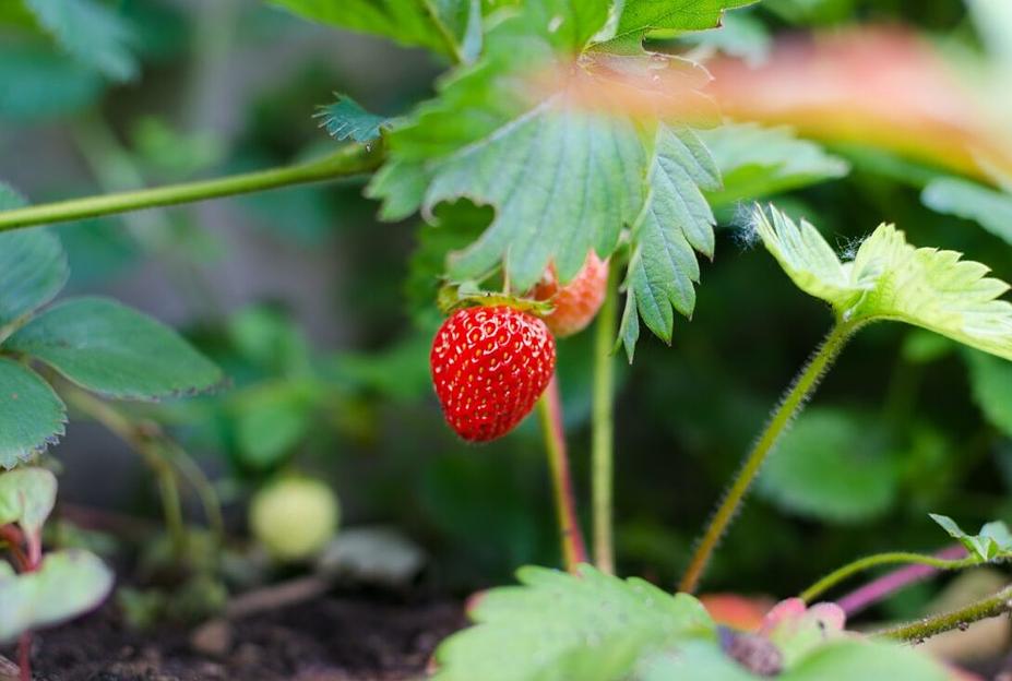 Универсальное удобрение с микроэлементами и аминокислотами опт фото 9