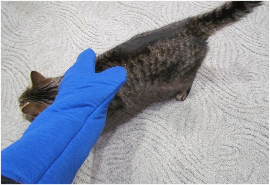 Перчатка для игры с котами защита рук от царапин и укусов синяя фото 3