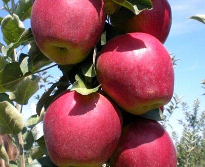 Саженец «Яблоня М-9» фото 8