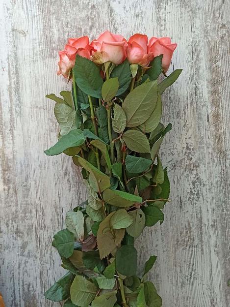 Розы сорта Жиардина ОПТ фото 4