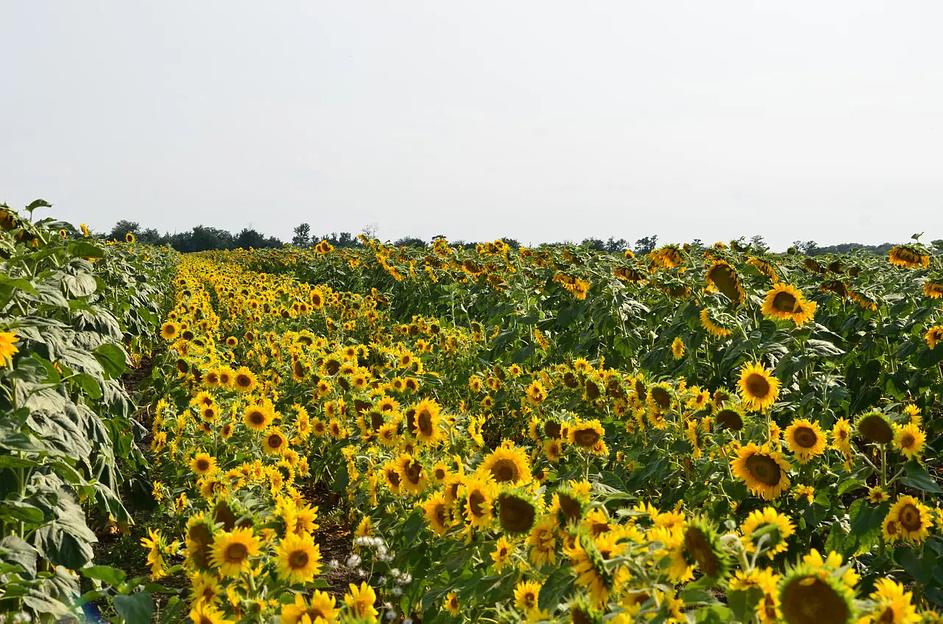 Семена подсолнечника гибрид Гулим F1 ОПТ фото 1