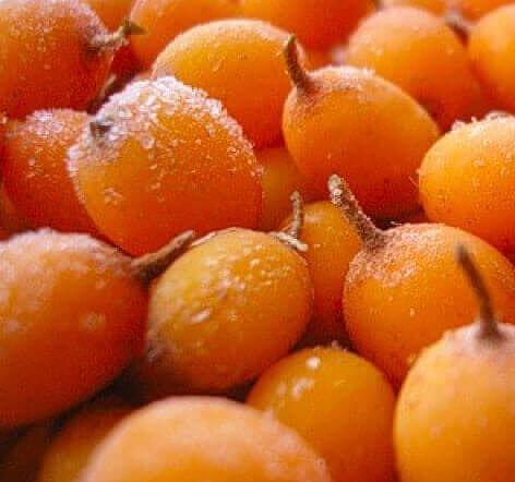 Облепиха садовая опт фото 1