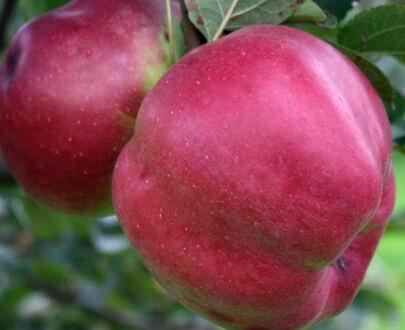 Саженец «Яблоня М-9» фото 7