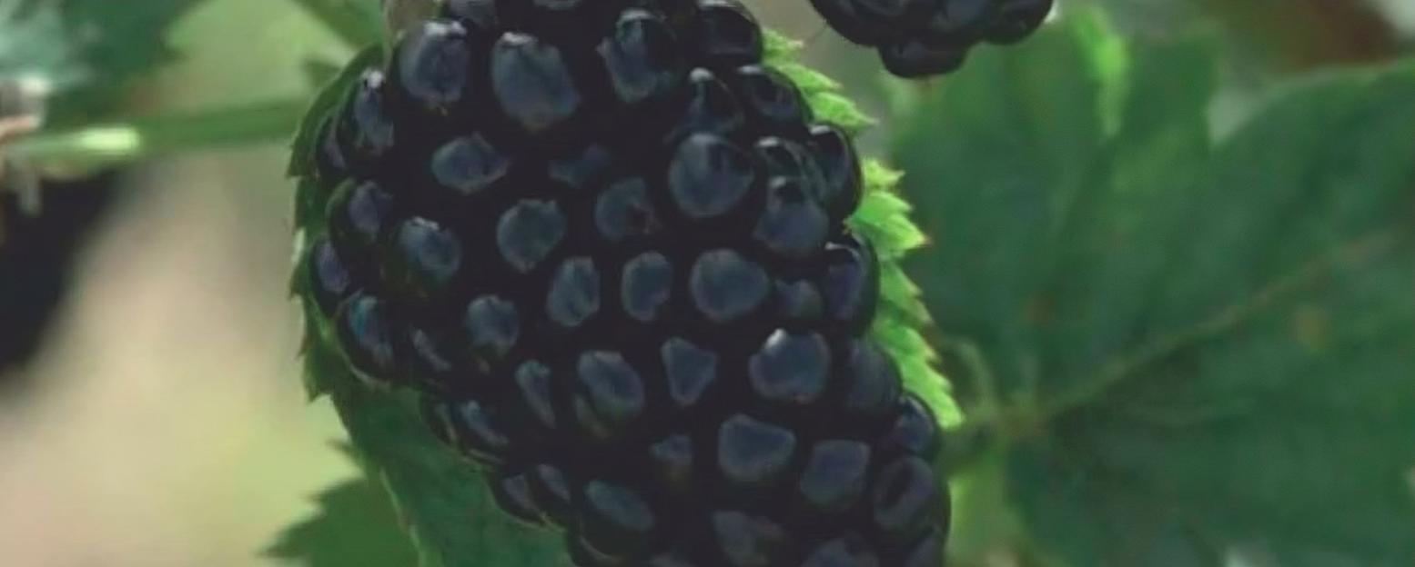 Ежевика «Прайм ай Фридом» опт фото 1