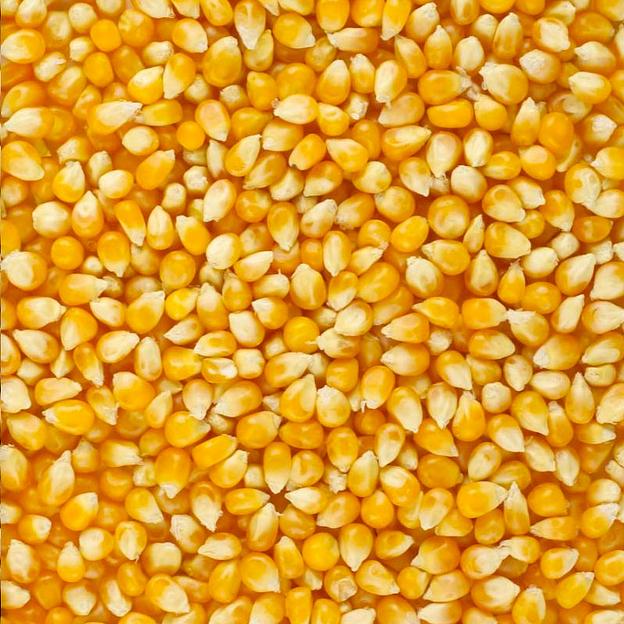 Кукуруза 40 кг фото 1