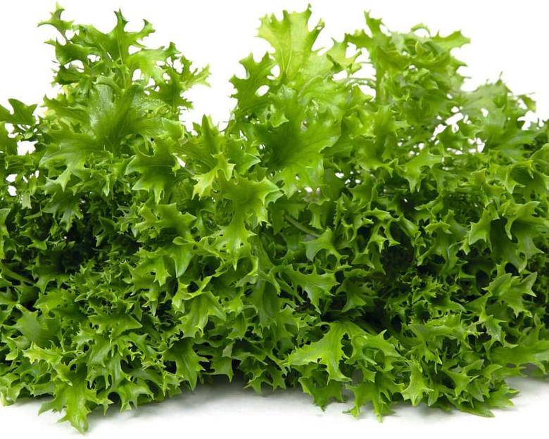 Профессиональные семена салата «Филигрань» опт фото 1