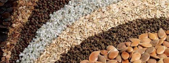 Семена «Овсяница красная РС1» опт фото 1