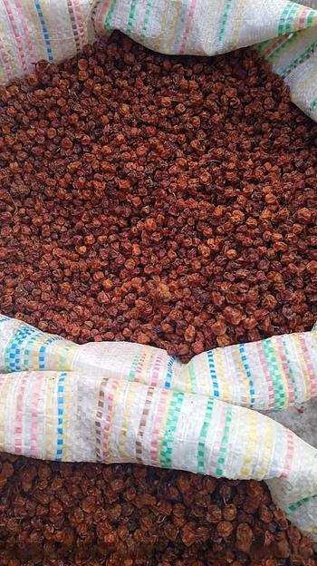 Красная рябина фото 1