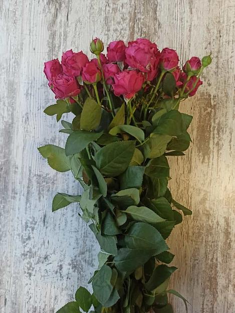 Розы сорта Марвелоус Бабблс ОПТ фото 1