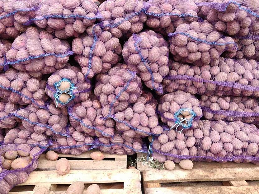 Картофель продовольственный в мешках от 0,5 до 40 килограмм ОПТ фото 1