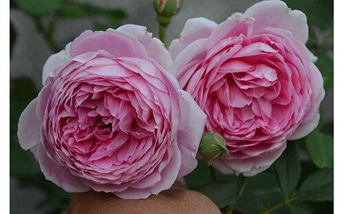 Декоративные саженцы - Роза «Алан Титчмарш» фото 1