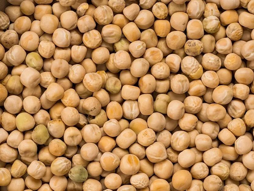 Горох фуражный фото 1