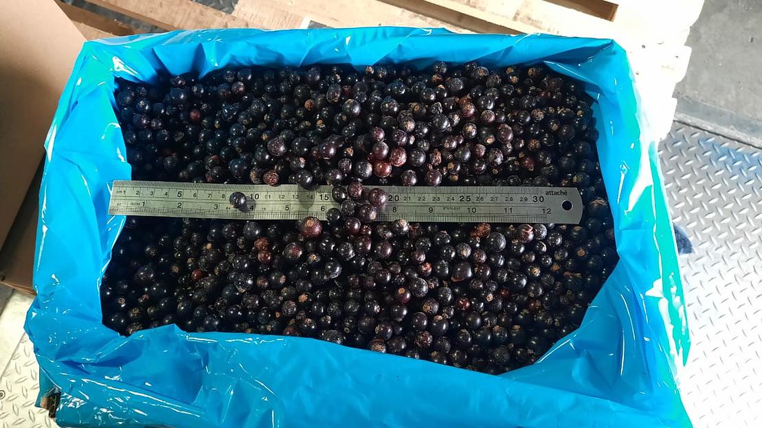 Черная смородина класс А (РФ, Республика Беларусь), 10 кг Опт фото 1