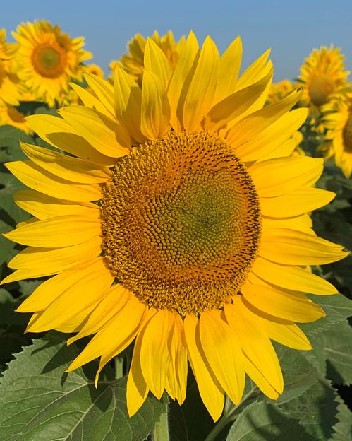 Семена сорта подсолнечника «КОНДИТЕР» фото 1