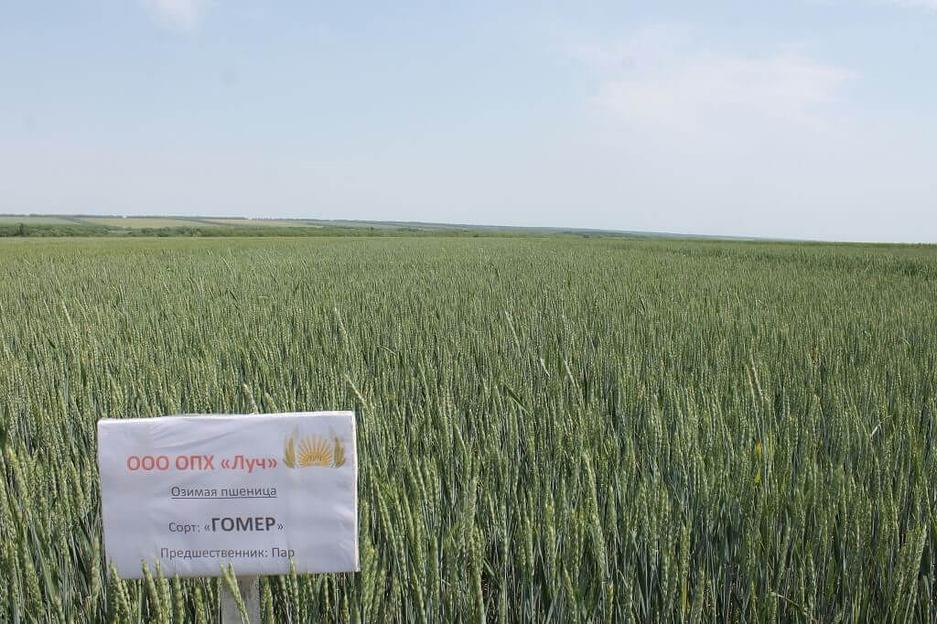 Пшеница мягкая озимая «Гомер» опт фото 1