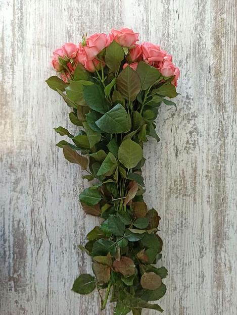 Розы сорта Барбадос ОПТ фото 2