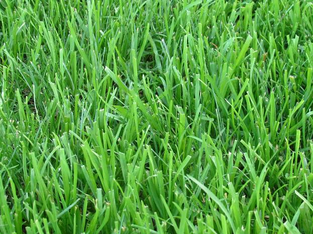 Газонные семена Овсяница луговая ОПТ фото 1