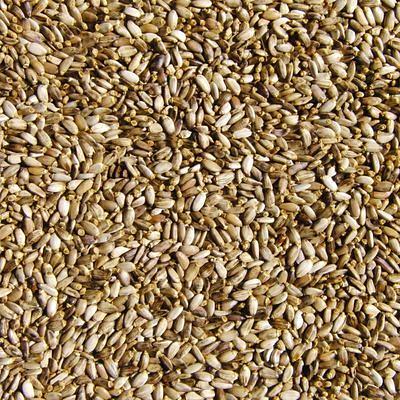 Семя расторопши фото 1