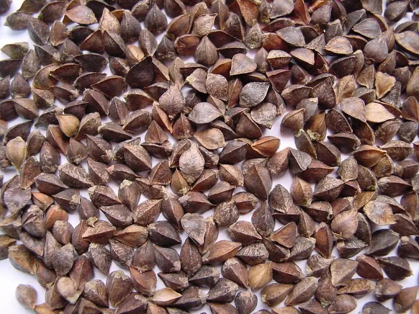 Семена гречихи продовольственной ОПТ фото 1