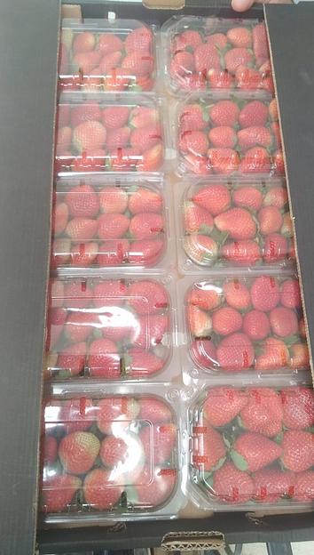 Свежая клубника сорта Фортуна ОПТ фото 1