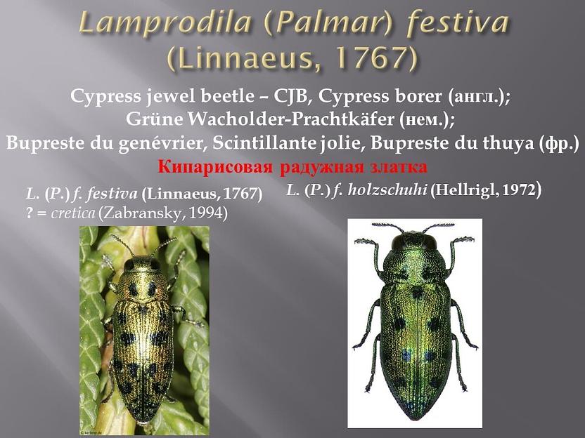 ЗлаткаБой Универсальный концентрат Элис&Тор №2.5  1 л ОПТ фото 3