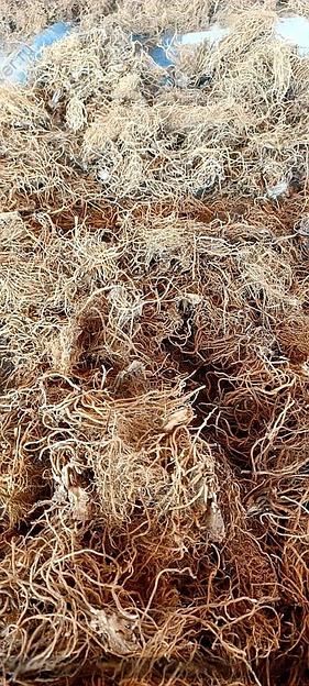 Валериана корень фото 1