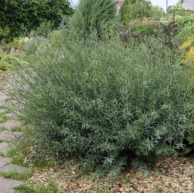 Саженцы кустарника Ива Нана фото 1