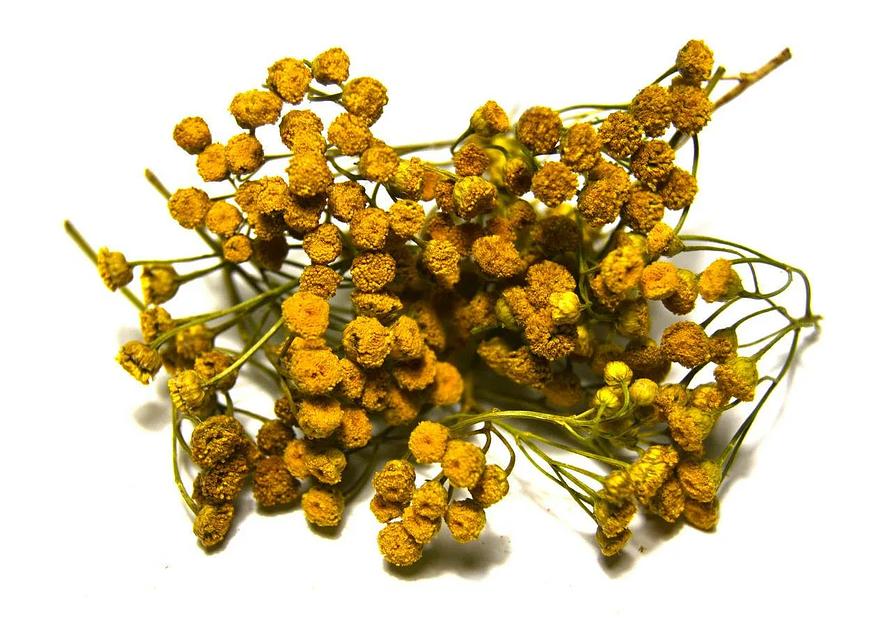 Цветки пижмы обыкновенной фото 1