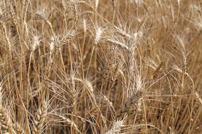 Пшеница «Кинельская Нива» ОПТ фото 1