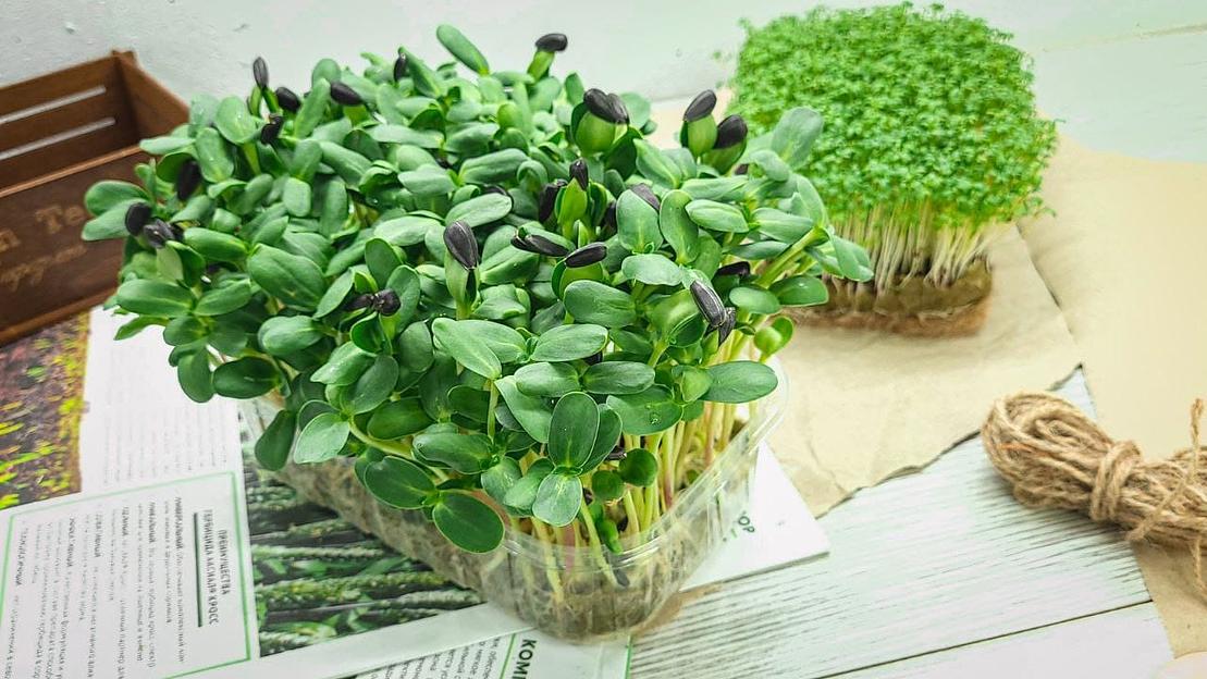 Микрозелень подсолнечник ОПТ фото 2