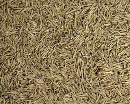 Семена Овсяницы красной «Бореал РС-2» опт фото 1