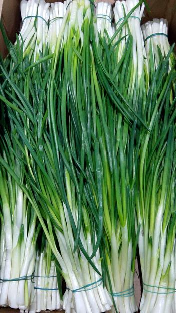 Лук зелёный Alice Garden 50 г ОПТ фото 7