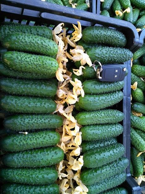 Семена огурца «F1 Киборг» опт фото 3