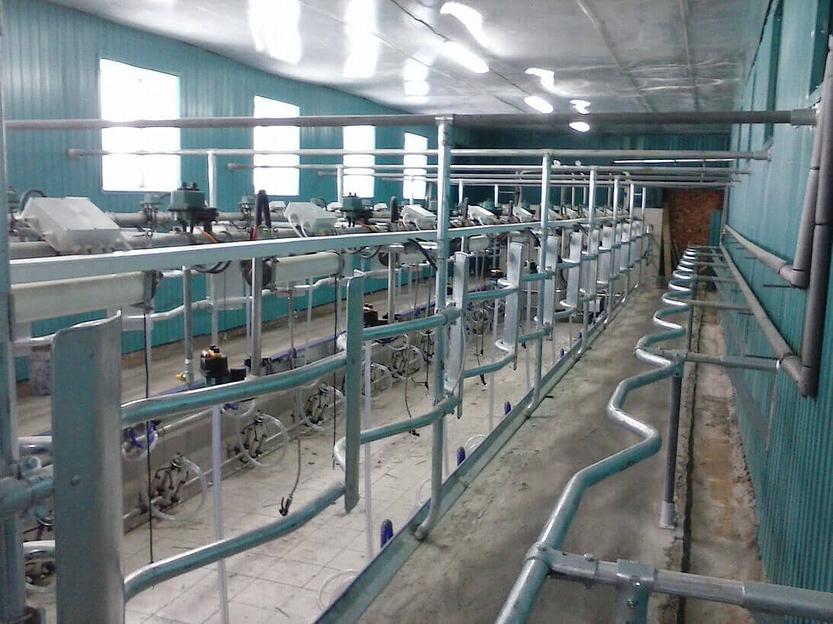 Доильный зал Елочка 2х6 от 200 голов (каркас Италия) фото 1