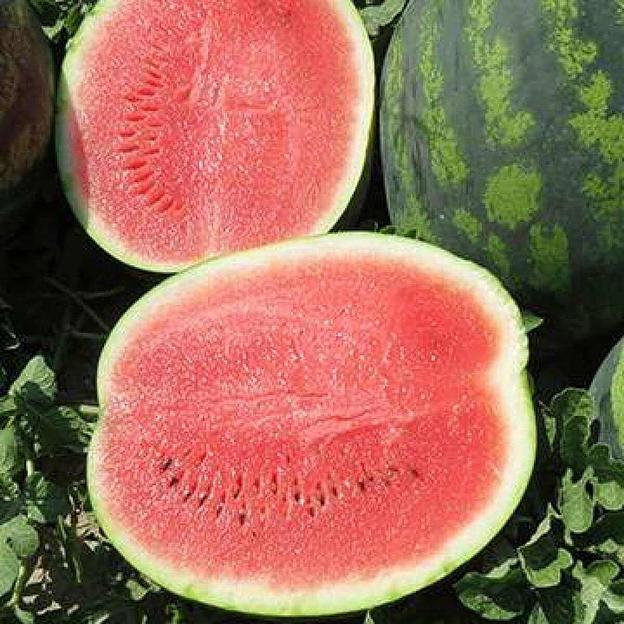 Семена арбуза Syngenta «Романза» F1 опт фото 1