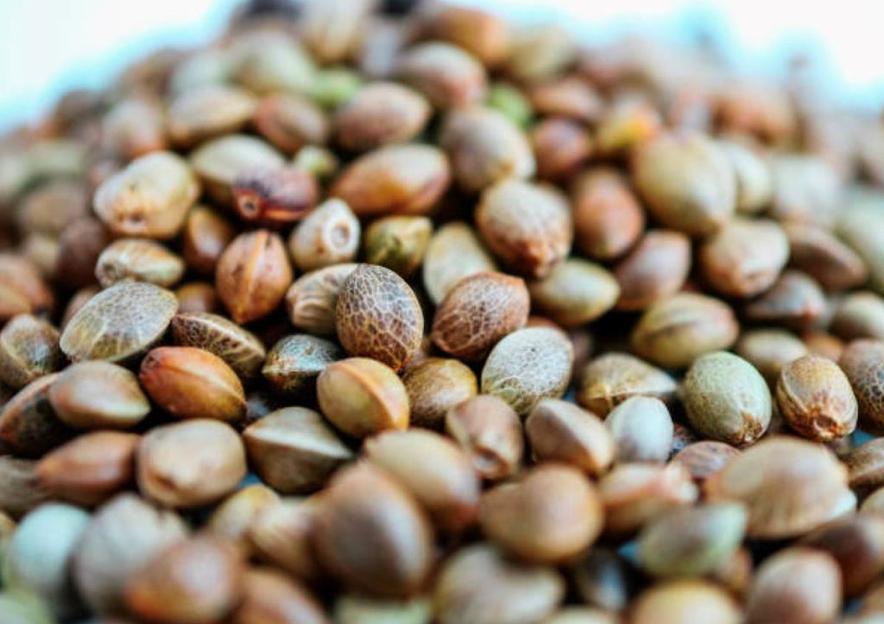 Масло конопляное фото 3