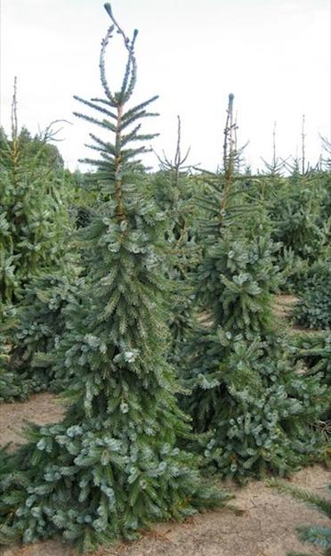 Саженец Ель сербская от питомника AXKZ ОПТ фото 1