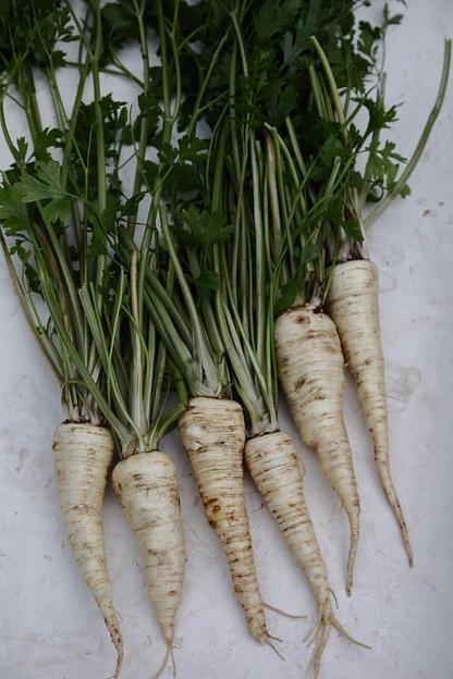 Профессиональные семена петрушка корневая «Петровна» опт фото 2