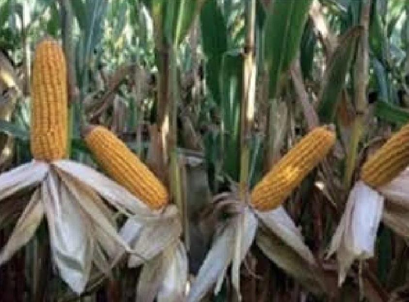 Семена кукурузы кормовая DKC 5404 Dekalb 50 000 семян ОПТ фото 2