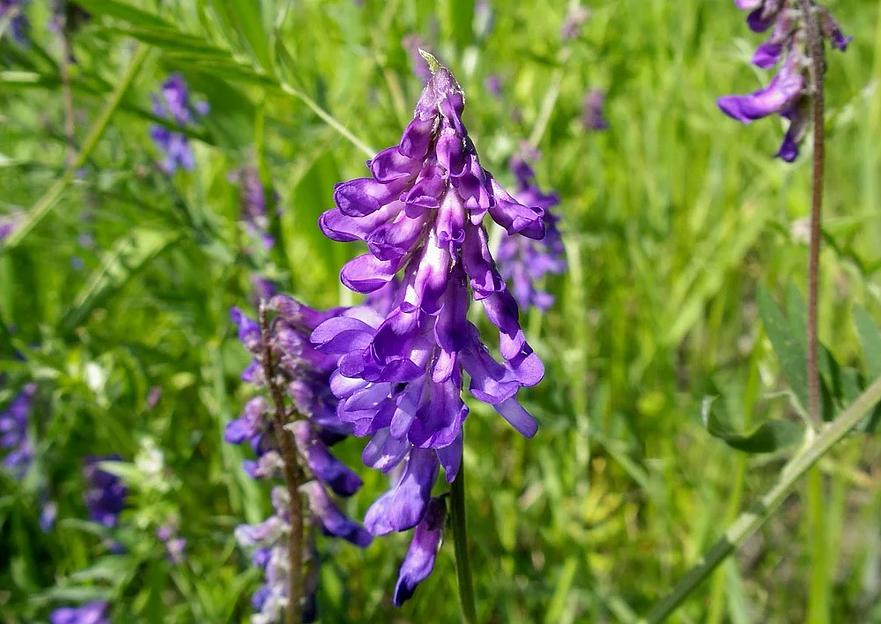 Семена «Люцерна» фото 2