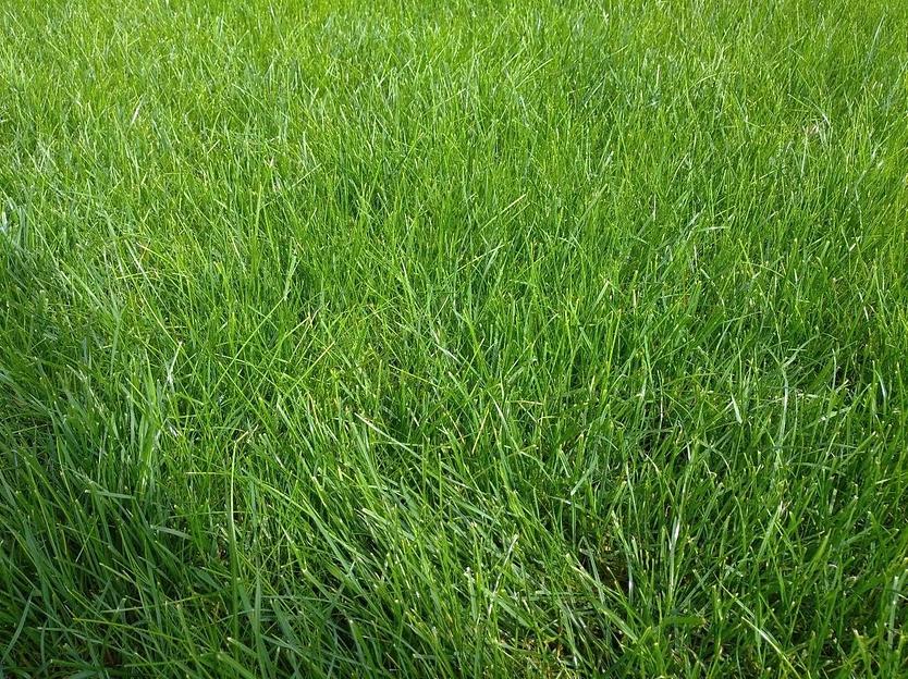 Газон GreenJusan рулонный фото 5