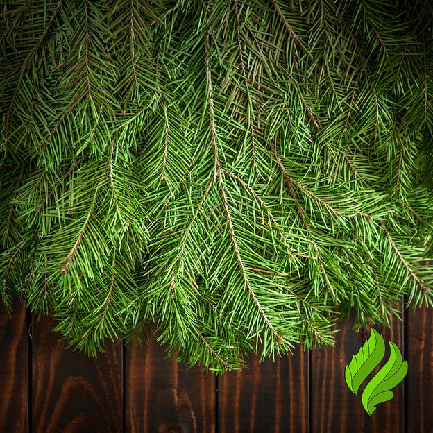 Пихтовый веник для бани фото 2