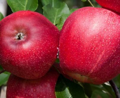 Саженец «Яблоня М-9» фото 10