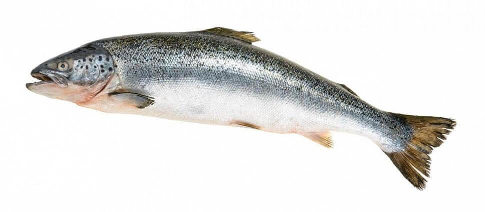 Горбуша неразделанная 1 сорт серебро ОПТ фото 1