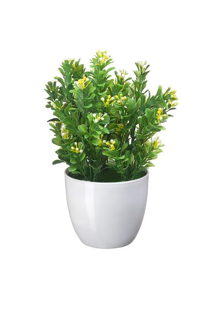 Нертера в кашпо, Д90 Ш90 В220, желтый фото 1